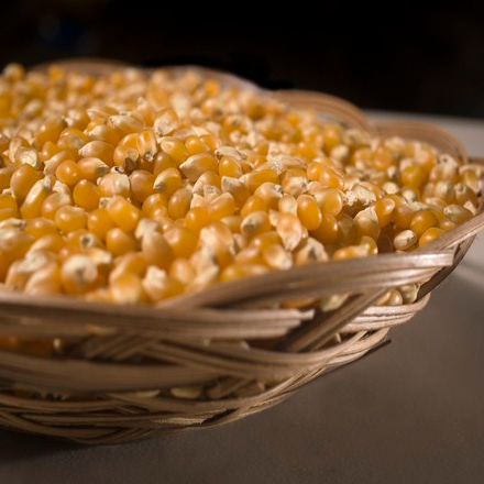 Ma&iacute;z Palomero